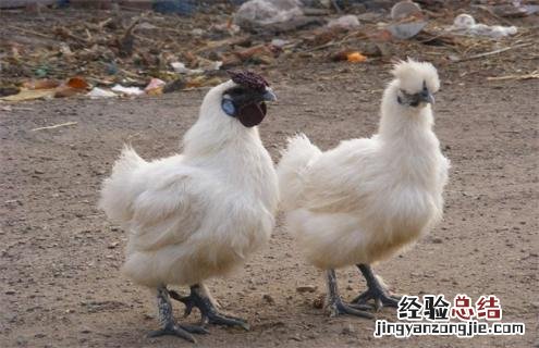 鸡的种类大全及图片 鸡的种类图片及名称