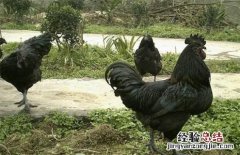 鸡的种类大全及图片 鸡的种类图片及名称