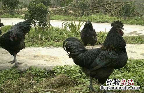 鸡的种类大全及图片 鸡的种类图片及名称