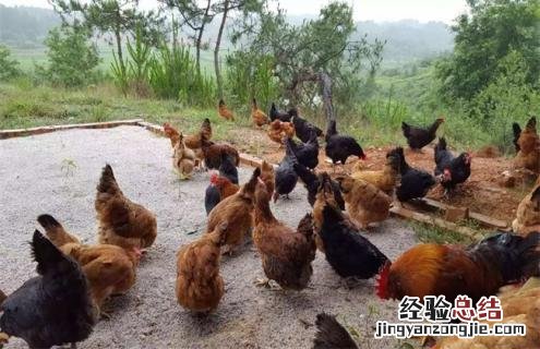 鸡的种类大全及图片 鸡的种类图片及名称