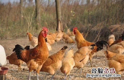 鸡的种类大全及图片 鸡的种类图片及名称