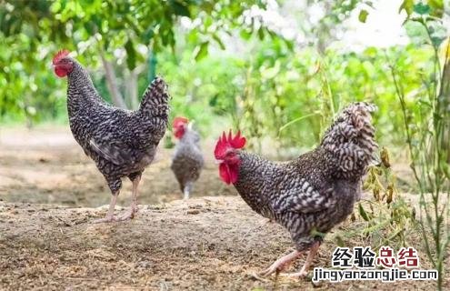 鸡的种类大全及图片 鸡的种类图片及名称