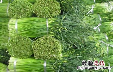 蒜苔的营养价值及功效与作用 蒜苔的营养价值
