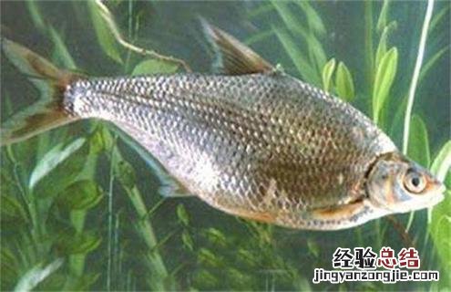 常见淡水鱼类名称及图片 常见淡水鱼类名称及图片大全