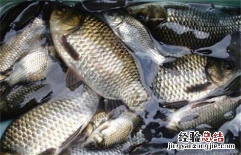 常见淡水鱼类名称及图片 常见淡水鱼类名称及图片大全