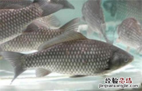 常见淡水鱼类名称及图片 常见淡水鱼类名称及图片大全