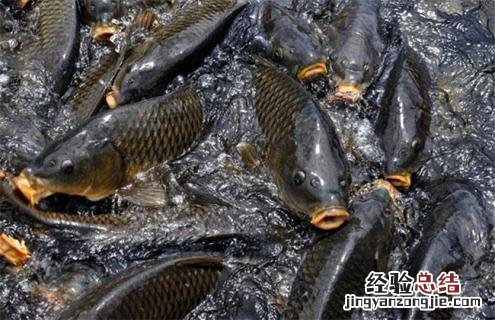 常见淡水鱼类名称及图片 常见淡水鱼类名称及图片大全