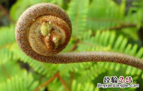 蕨菜的功效与作用及营养价值 蕨菜的功效与作用