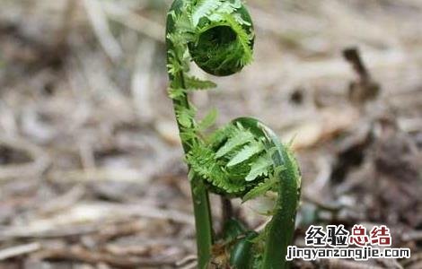 蕨菜的功效与作用及营养价值 蕨菜的功效与作用