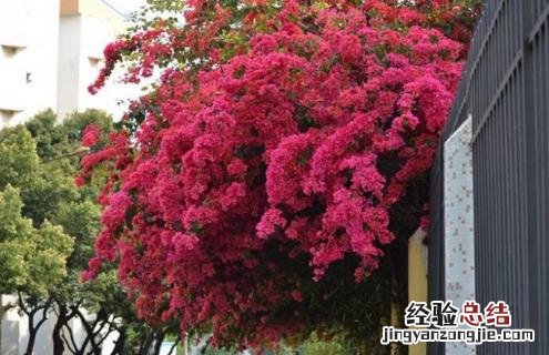 三角梅图片欣赏阳台 三角梅的图片欣赏