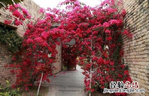三角梅图片欣赏阳台 三角梅的图片欣赏