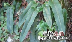 石韦是什么意思 石韦别名叫什么