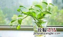 怎么让绿萝叶子油亮 怎么让绿萝叶子油亮亮的