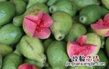 芭乐与番石榴有什么区别 芭乐和番石榴的区别