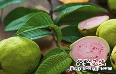 芭乐与番石榴有什么区别 芭乐和番石榴的区别