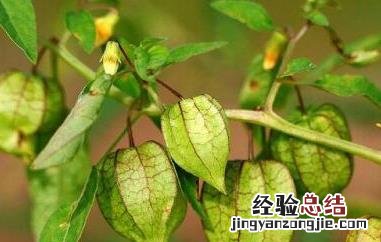 灯笼果的功效与作用 灯笼果的功效与作用图片