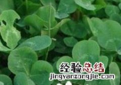 车轴草简介 车轴草为什么叫车轴草