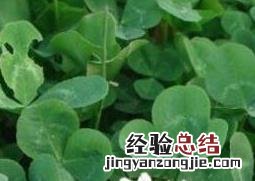 车轴草简介 车轴草为什么叫车轴草
