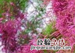 柽柳图片 柽柳图片大全