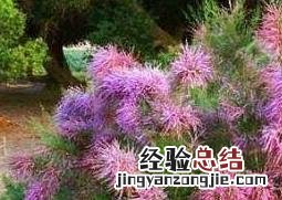 柽柳图片 柽柳图片大全