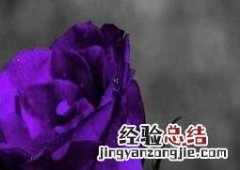红玫瑰和紫玫瑰的区别 紫玫瑰与粉玫瑰的区别