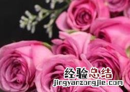 红玫瑰和紫玫瑰的區別 紫玫瑰与粉玫瑰的區別
