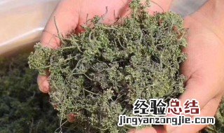 人参花可以泡酒吗 人参花泡酒还可以放些别的东西吗