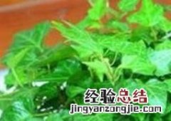常春藤怎么养 常春藤怎么养护 常春藤怎么长得更好
