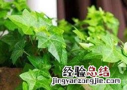 常春藤怎么养 常春藤怎么养护 常春藤怎么长得更好
