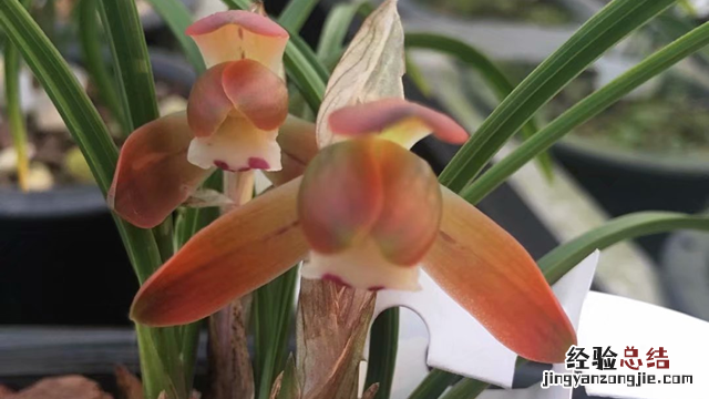 夏天开花的兰花是什么兰花 夏天开花的兰花