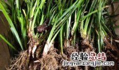 金钱蒲的功效与作用图片 金钱蒲的功效与作用