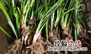 金钱蒲的功效与作用图片 金钱蒲的功效与作用