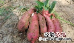 红薯长白毛了能吃吗 红薯长白毛了能吃吗图片