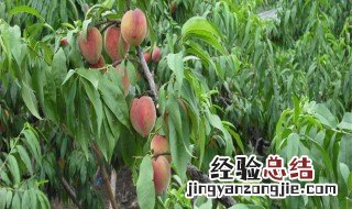 适合南方种植的桃树品种 适宜南方种植的桃树品种