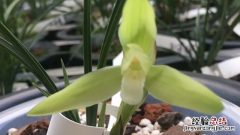 怎样才能养好兰花 怎样才能养好兰花视频
