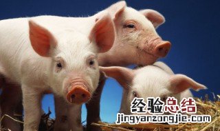 生态养猪的利润与成本占比 生态养猪的利润与成本