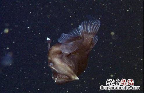 安康鱼片 安康鱼的简介及图片欣赏