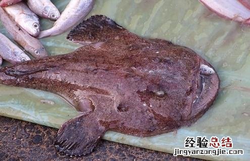 安康鱼片 安康鱼的简介及图片欣赏