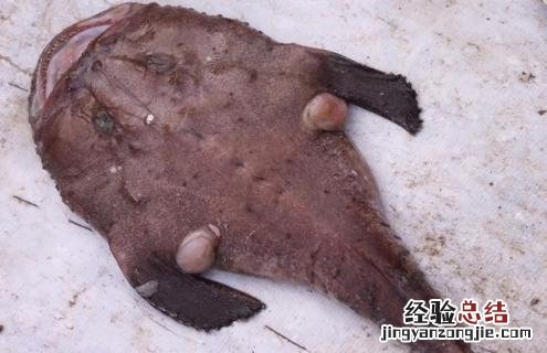 安康鱼片 安康鱼的简介及图片欣赏