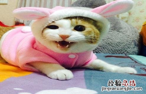 中华田园猫样子 中华田园猫图片鉴赏