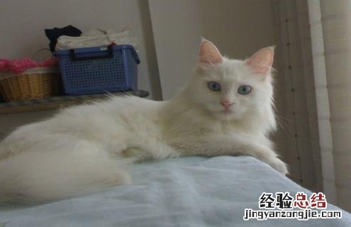 中华田园猫样子 中华田园猫图片鉴赏