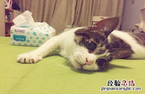 中华田园猫样子 中华田园猫图片鉴赏