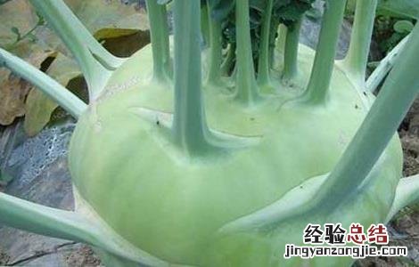 苤蓝的营养价值 苤蓝的营养价值及禁忌