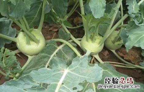 苤蓝的营养价值 苤蓝的营养价值及禁忌