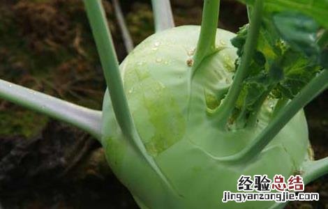 苤蓝的营养价值 苤蓝的营养价值及禁忌