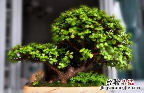 金枝玉叶怎样做盆景 金枝玉叶盆景怎么做及造型图片参考