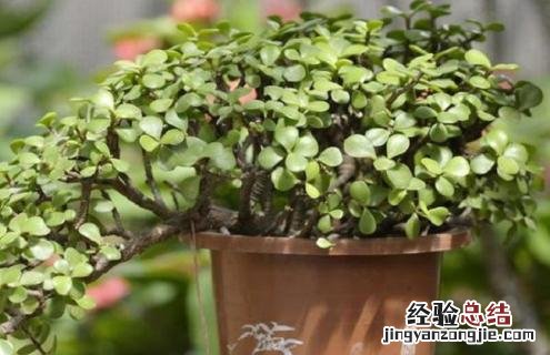 金枝玉叶怎样做盆景 金枝玉叶盆景怎么做及造型图片参考