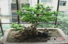 金枝玉叶怎样做盆景 金枝玉叶盆景怎么做及造型图片参考
