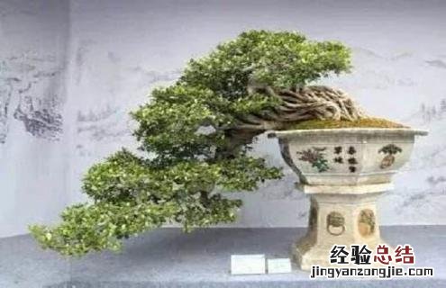 金枝玉叶怎样做盆景 金枝玉叶盆景怎么做及造型图片参考