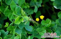 苜蓿的营养价值 苜蓿的营养价值和食用的方法